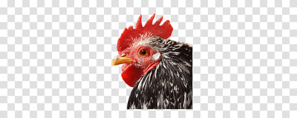 Hahn Nature, Poultry, Fowl, Bird Transparent Png