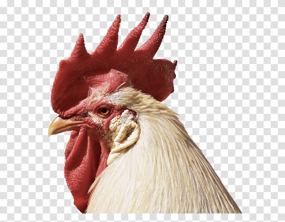Hahn 960, Animals, Chicken, Poultry, Fowl Transparent Png