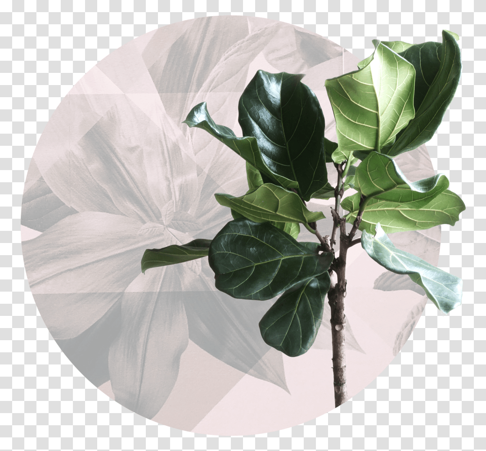 Hair And Co Pensacola Fl Stylists 2 Fiddle Leaf Fig, Plant, Flower, Petal, Annonaceae Transparent Png