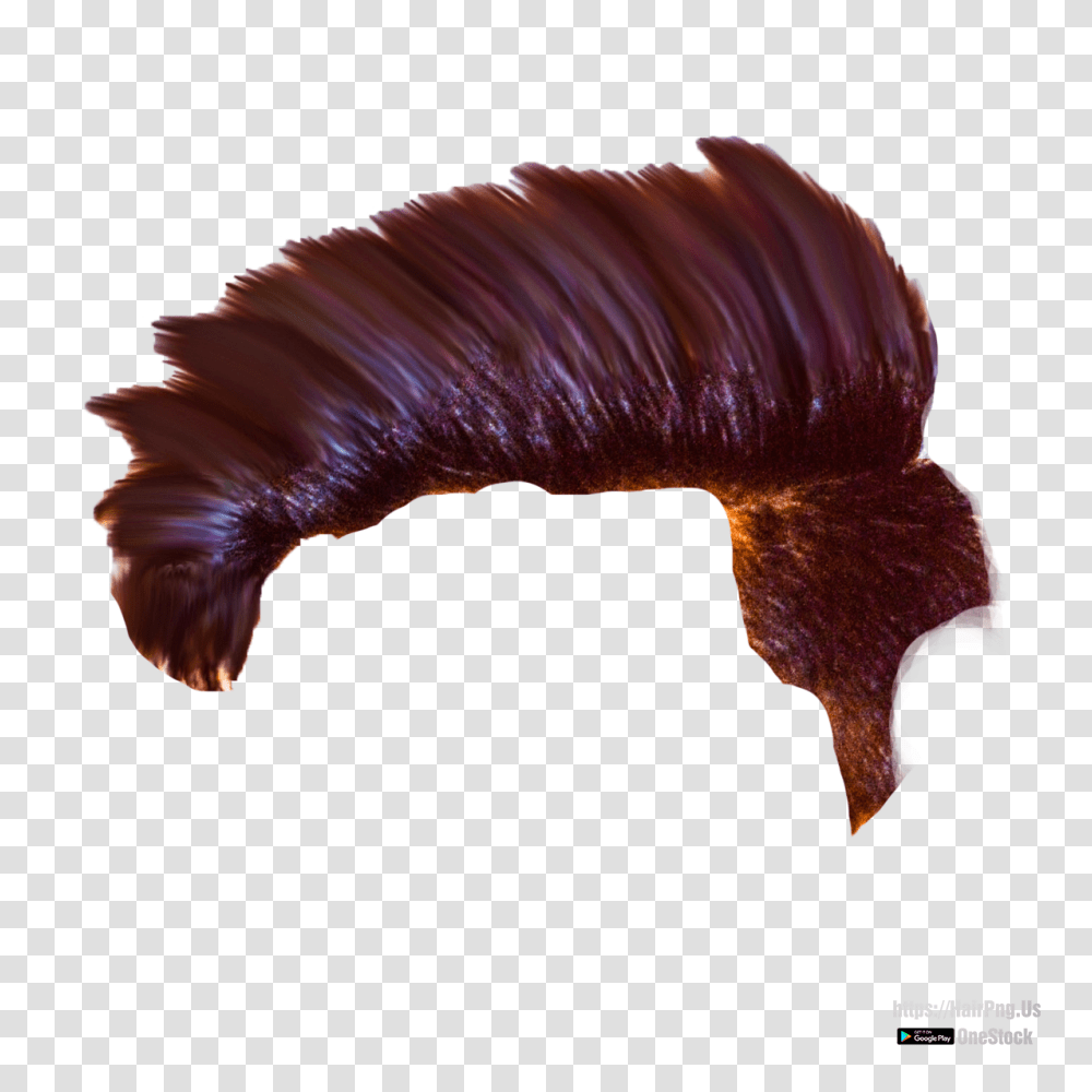 Hair, Beak, Bird, Animal, Head Transparent Png