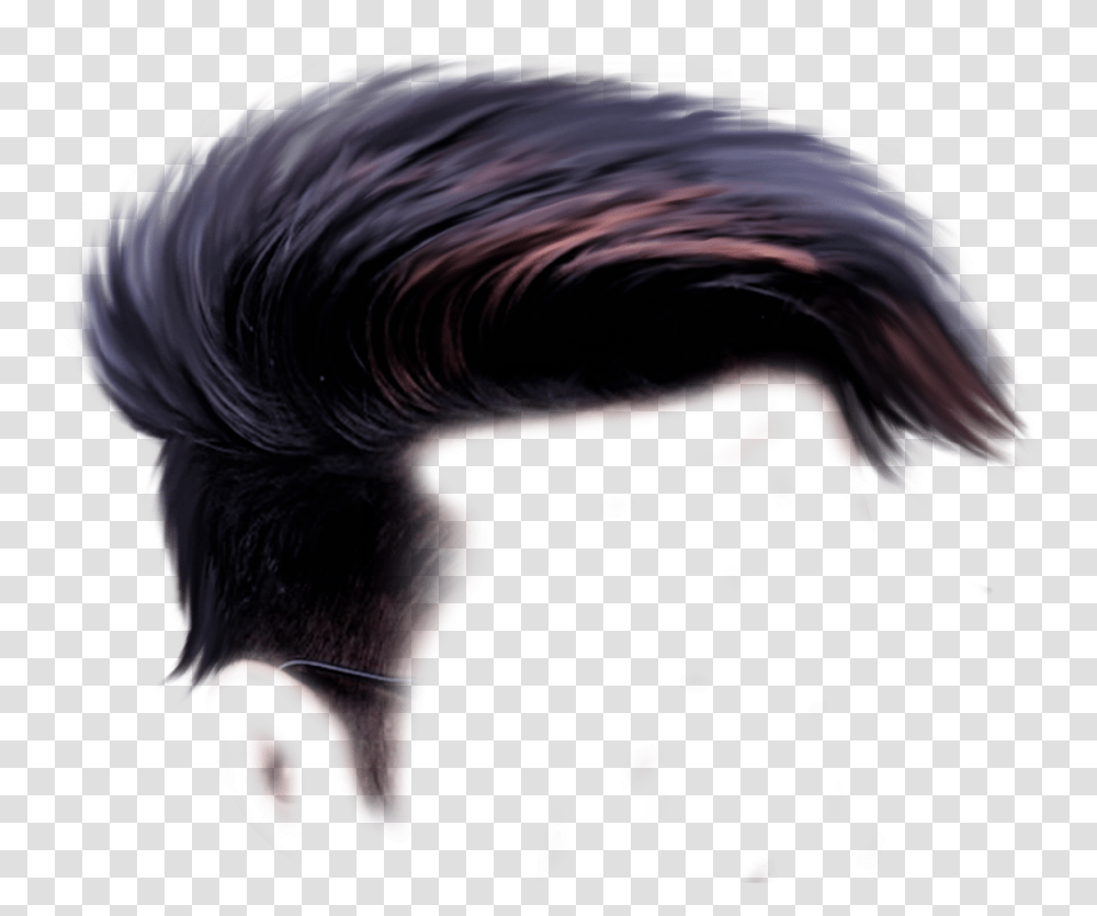 Hair Boys, Bird, Animal Transparent Png