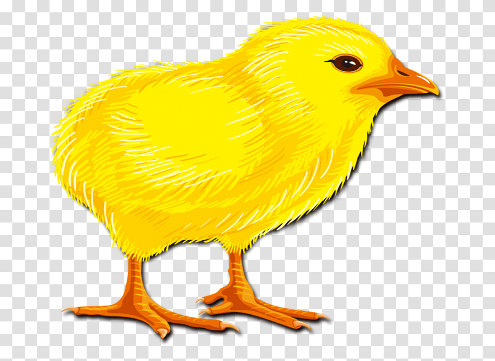 Hair Chicken Rooster Chick Transprent Free Canary, Bird, Animal, Finch Transparent Png