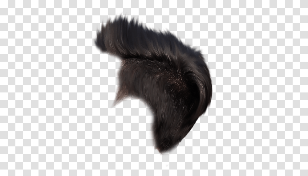 Hair Feather, Dog, Pet, Canine, Animal Transparent Png