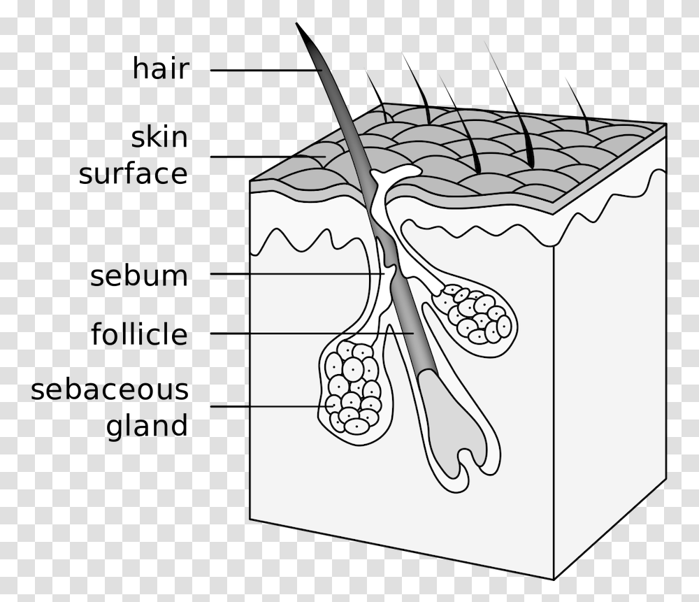 Hair Follicle, Drawing, Label Transparent Png