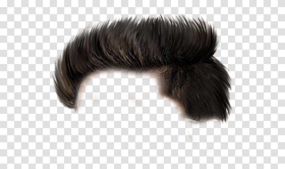 Hair Hd Background Download Background Images Hair Styles For Picsart, Animal, Person, Mammal, Dinosaur Transparent Png
