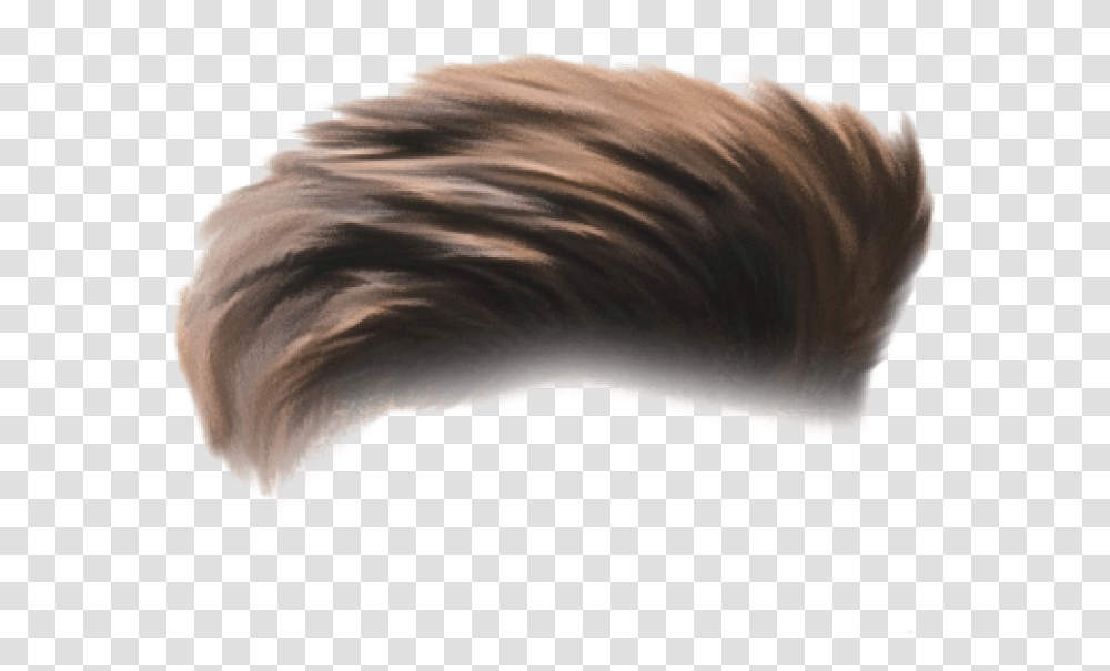 Hair Images Pictures Hair Hd, Nature, Outdoors, Bird, Animal Transparent Png