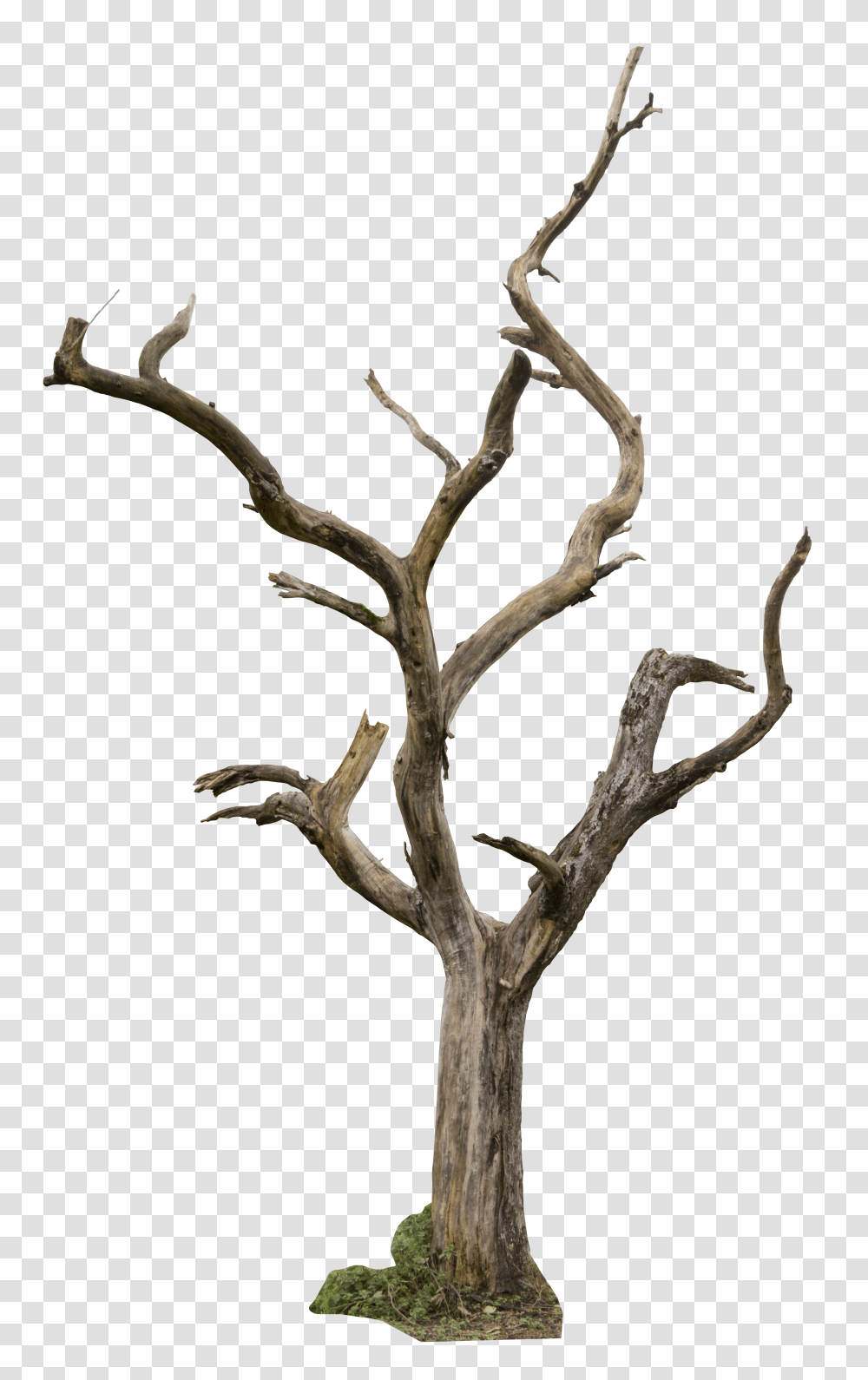 Hair Style Tree Transparent Png