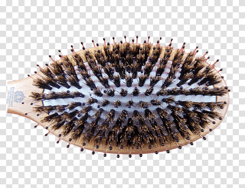 Hairbrush, Tool, Honey Bee, Insect, Invertebrate Transparent Png