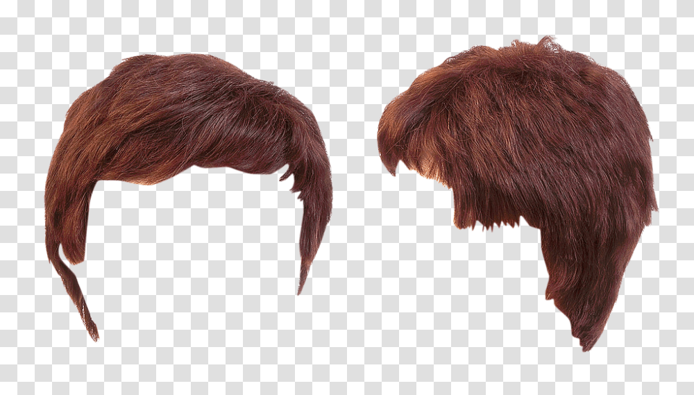 Hairdress 960, Person, Bird, Animal, Fungus Transparent Png