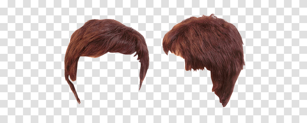 Hairdress Person, Bird, Animal, Pattern Transparent Png