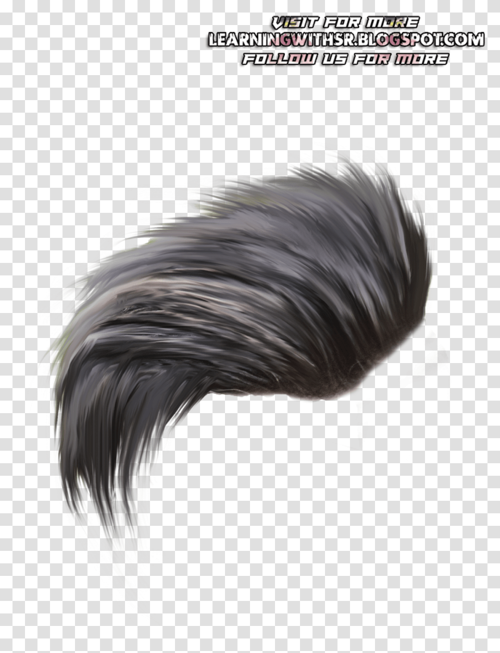 Hairhairstyleblack Hairfeatherfashion Accessorylong Stylish Picsart Hair, Bird, Animal, Nature, Outdoors Transparent Png