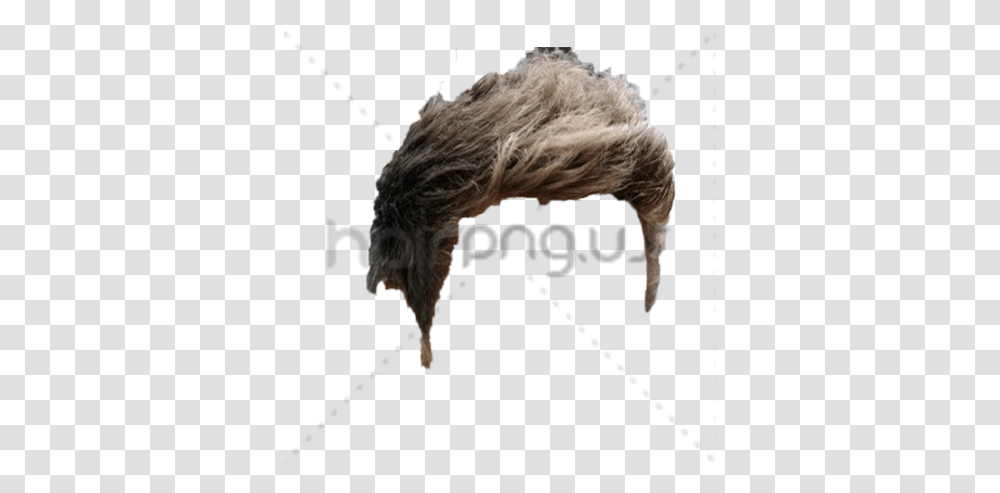 Hairpng Hair Style Hair Design, Ivory, Beak, Bird, Animal Transparent Png