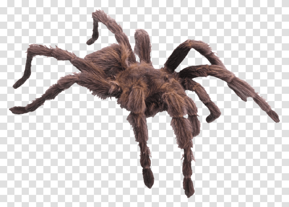 Hairy Brown Spider Minibeast Has Six Legs, Tarantula, Insect, Invertebrate, Animal Transparent Png
