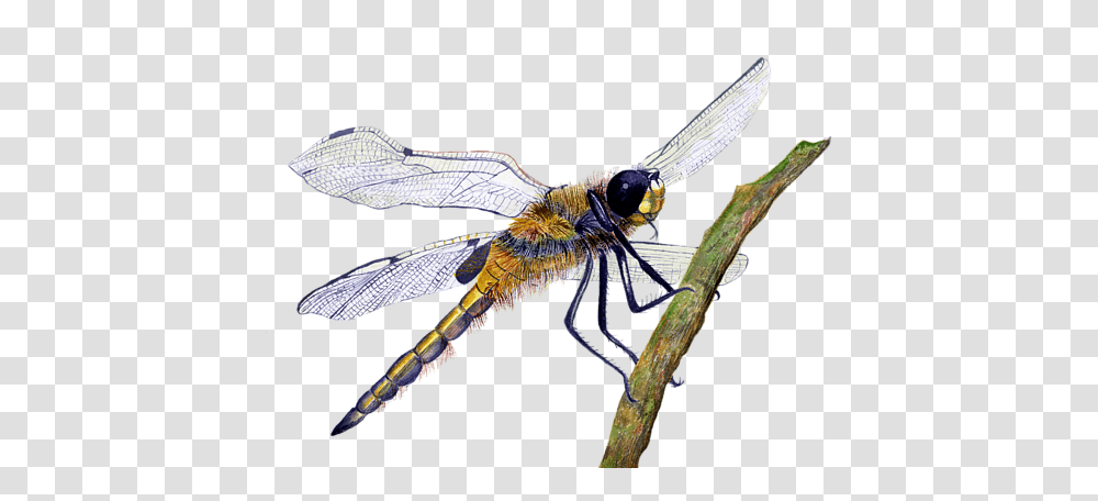 Hairy Dragonfly Of England Greeting Card Insect, Invertebrate, Animal, Anisoptera, Bird Transparent Png