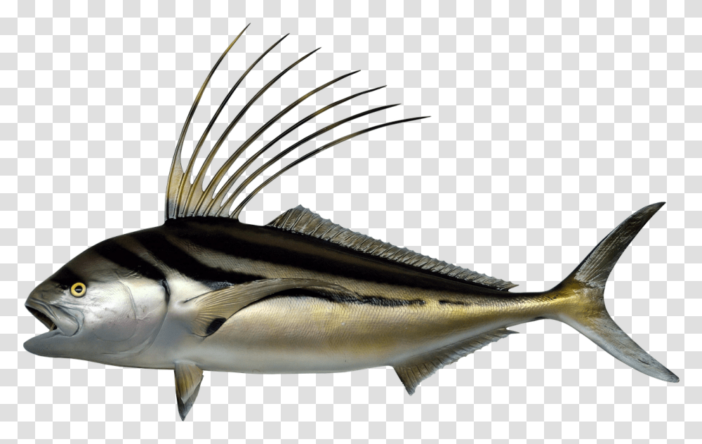 Halak Kakas Hal Ksztett Llatvilga Tengeri Let Rooster Fish, Animal, Sea Life, Tuna, Bonito Transparent Png