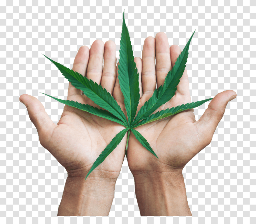 Halcyon Holdings Hemp Leaf In Hands Cannabis Leaf Hand, Plant, Person, Human, Weed Transparent Png