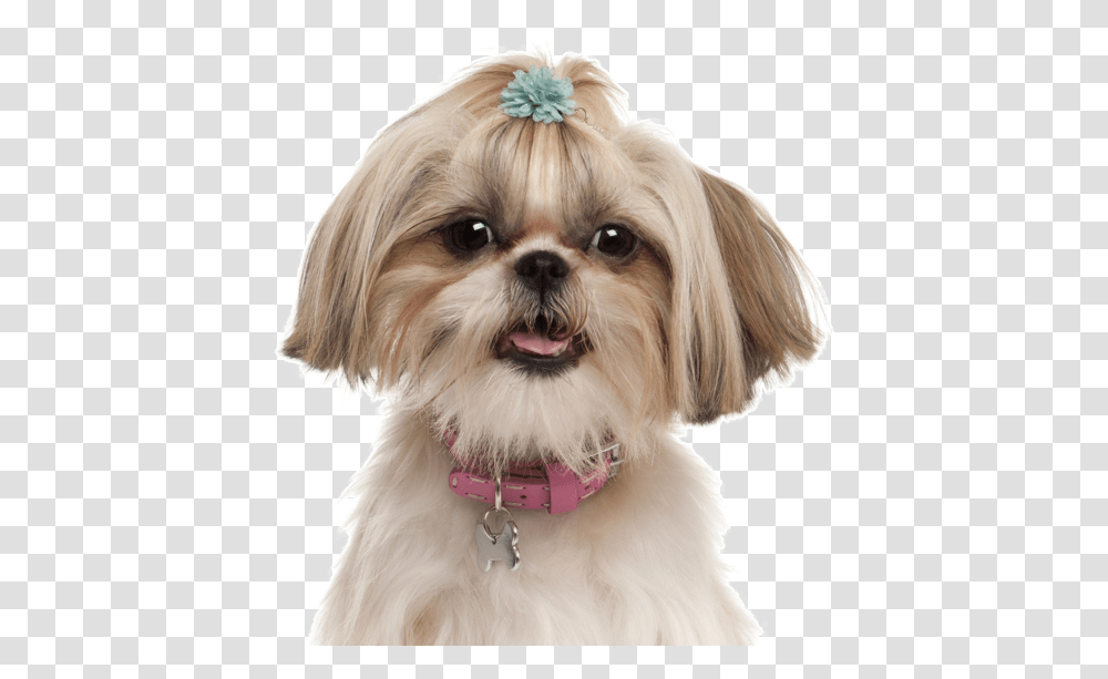 Half Chihuahua Half Shih Tzu, Dog, Pet, Canine, Animal Transparent Png