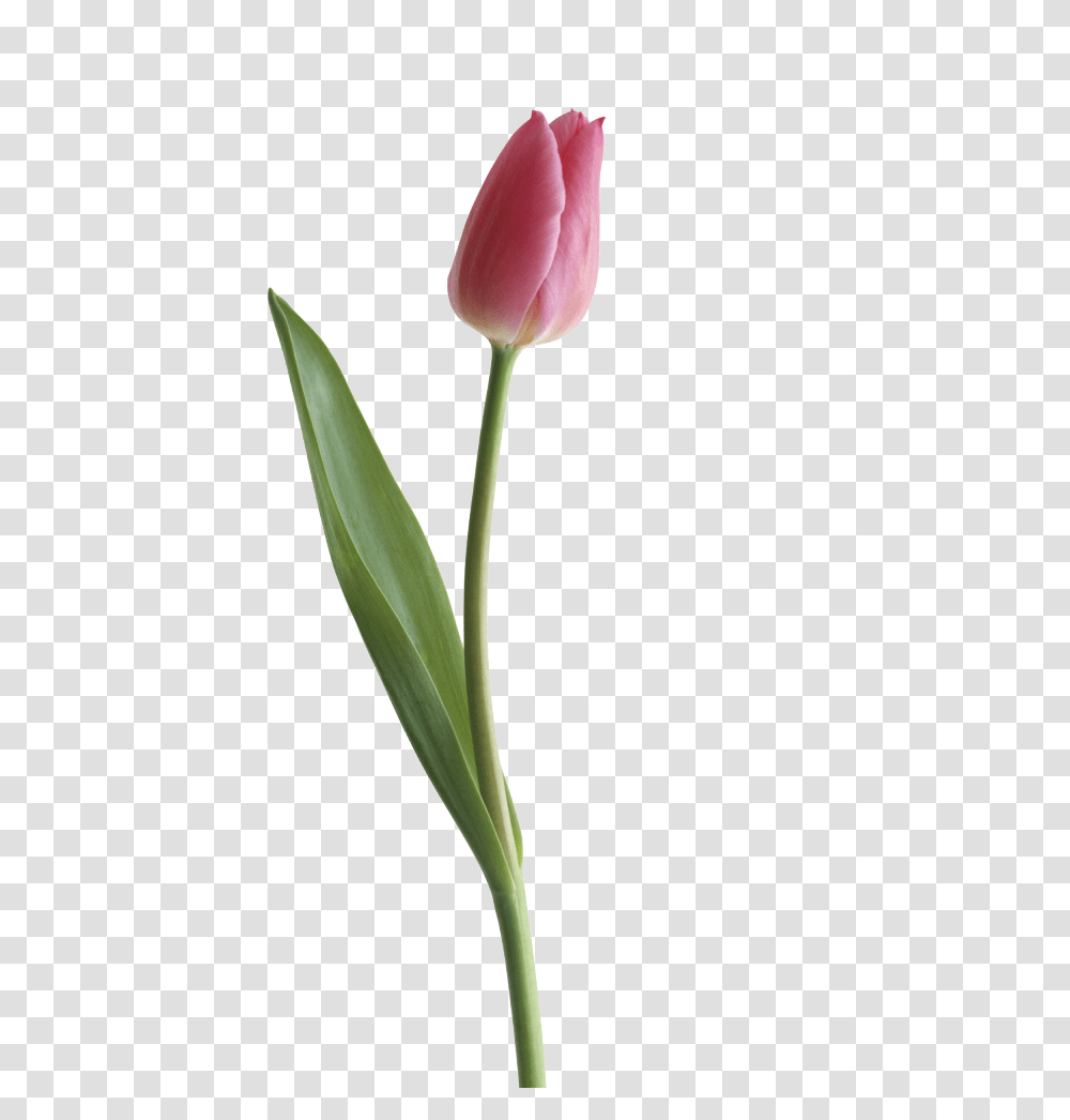 Half Life Clipart Tulip, Plant, Flower, Blossom Transparent Png