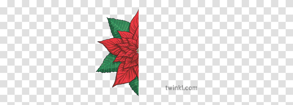 Half Poinsettia Flower Leaves Plant Christmas Xmas Festive Illustration, Leaf, Art, Paper, Person Transparent Png