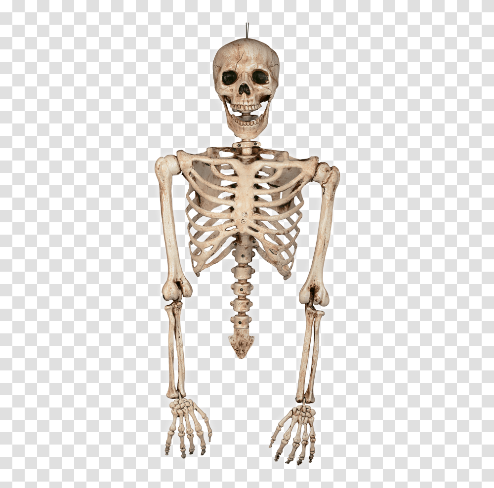 Half Skull Torso Bones, Skeleton, Person, Human Transparent Png