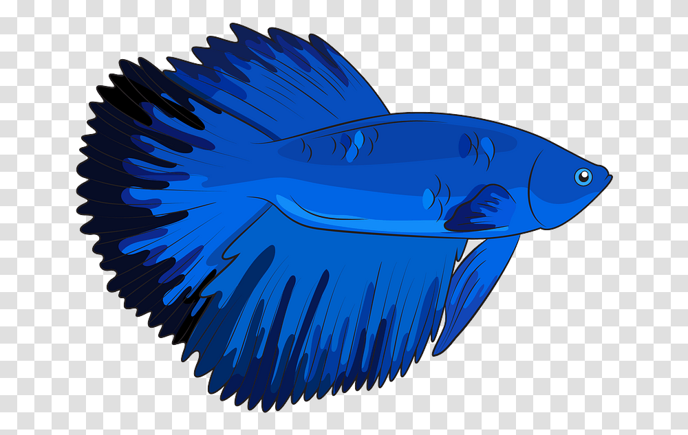 Halfmoon Betta Fish Clipart Betta Fish Clipart, Animal, Sea Life, Word, Surgeonfish Transparent Png