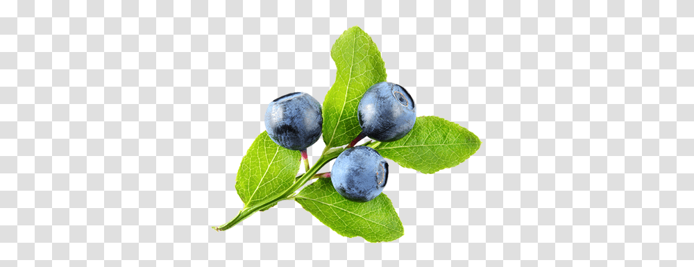Halfway Acres, Plant, Blueberry, Fruit, Food Transparent Png