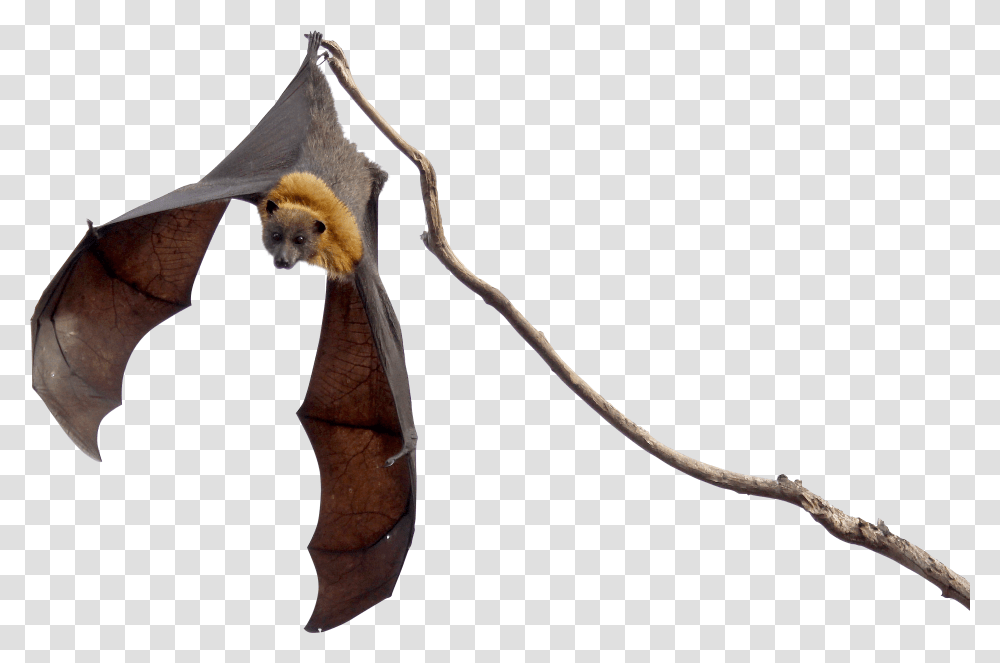 Halloween Bat Bats, Animal, Mammal, Wildlife, Bird Transparent Png