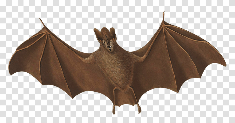 Halloween Bat Flying Bat, Animal, Mammal, Wildlife, Tent Transparent Png