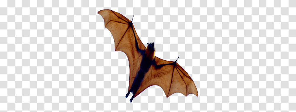 Halloween Bats Clipart Images, Wildlife, Animal, Horse, Mammal Transparent Png