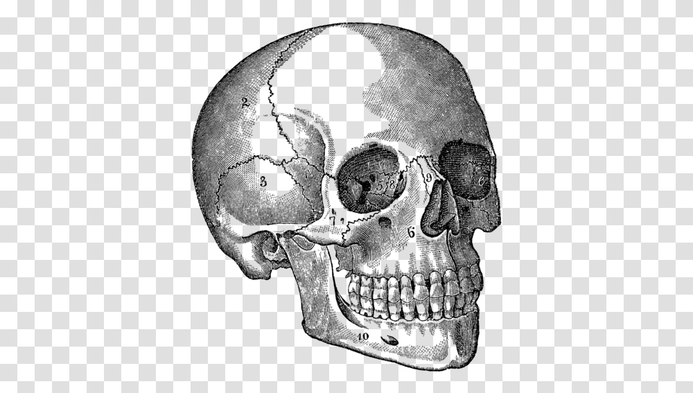 Halloween Black And White Skull, Gray, World Of Warcraft Transparent Png