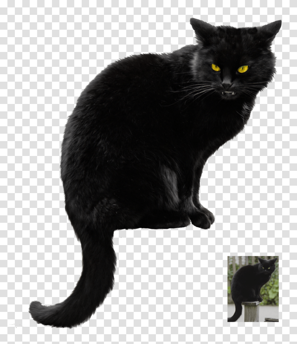 Halloween Black Cat Vector Free Photo Black Cat Background, Pet, Mammal, Animal, Manx Transparent Png