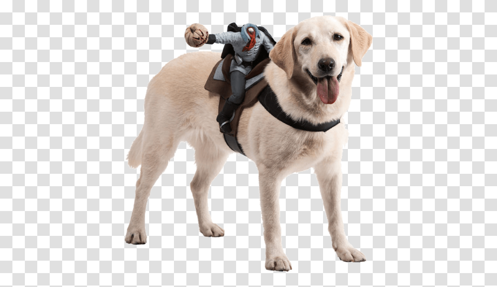 Halloween Costume For Labrador, Person, Dog, Pet, Canine Transparent Png