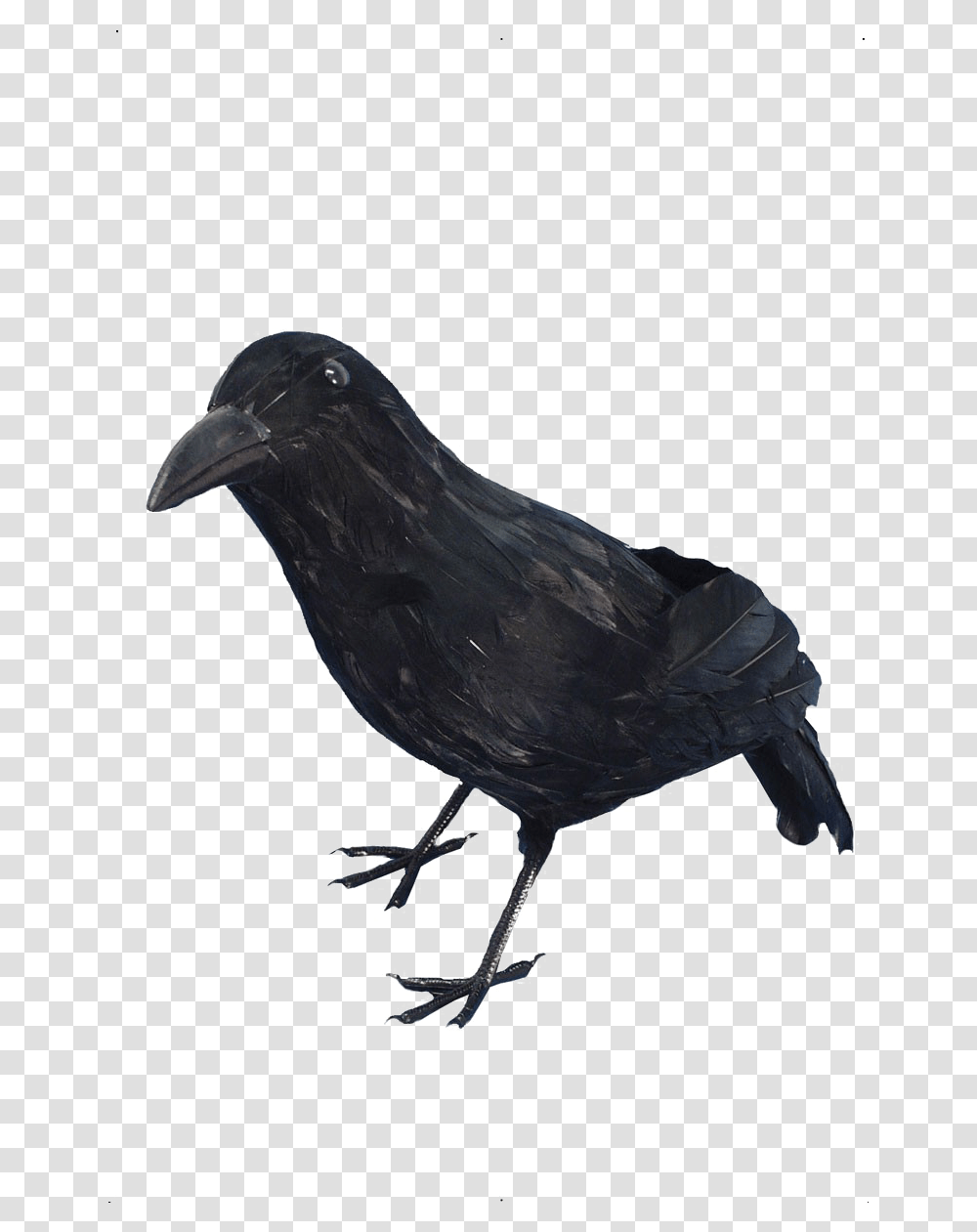 Halloween Crow Arts Kraai Halloween, Bird, Animal, Blackbird, Agelaius Transparent Png
