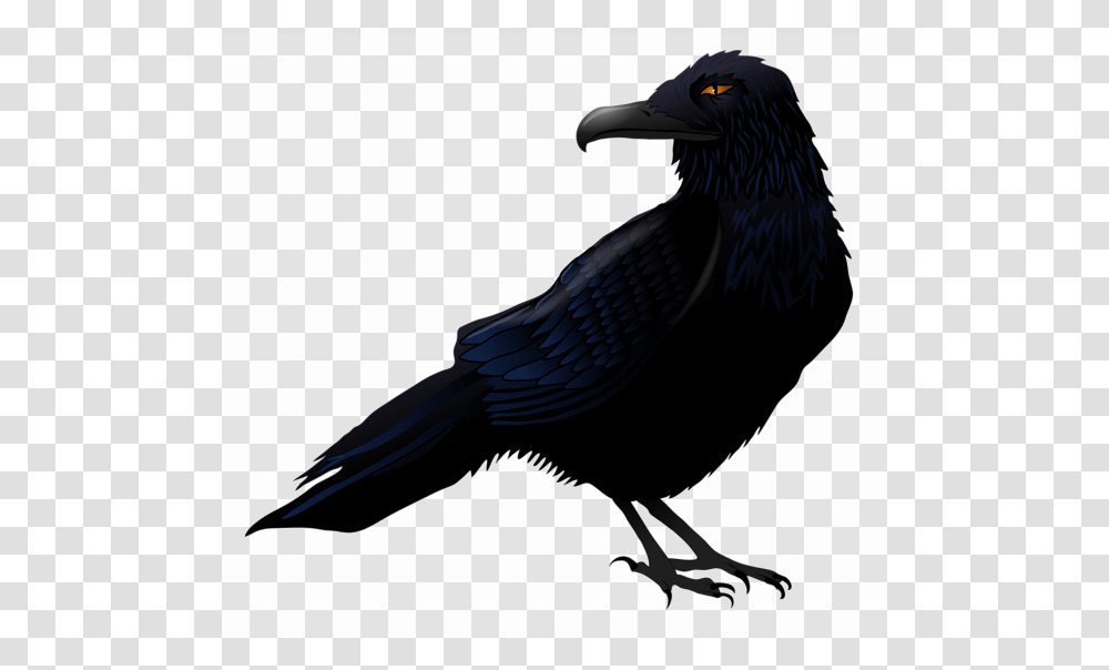 Halloween Crow High Quality Image Arts, Bird, Animal, Beak, Blackbird Transparent Png