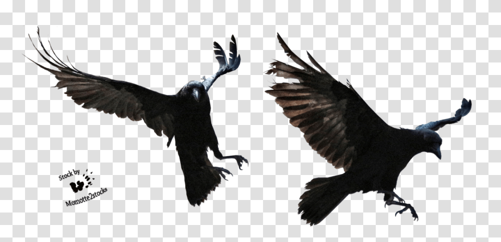 Halloween Crow Image With Background Background Raven, Bird, Animal, Flying, Blackbird Transparent Png