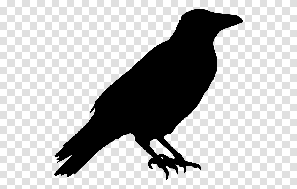 Halloween Crow Picture, Gray, World Of Warcraft Transparent Png