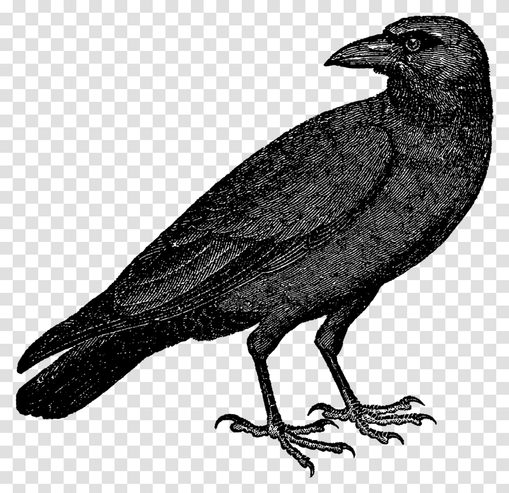 Halloween Crow Vector Free Background Crow Vector, Outer Space, Astronomy, Universe, Nature Transparent Png