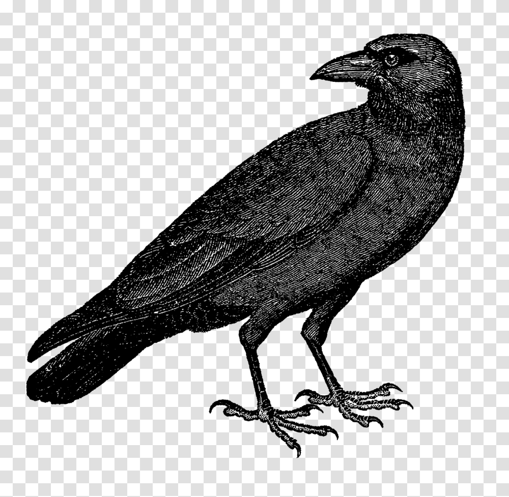 Halloween Crow Vector Free Background Vector, Outer Space, Astronomy, Universe, Nature Transparent Png
