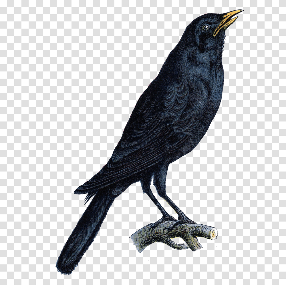 Halloween Crow Vector Free Photo Halloween Crows Painting On A Book Page, Bird, Animal, Blackbird, Agelaius Transparent Png