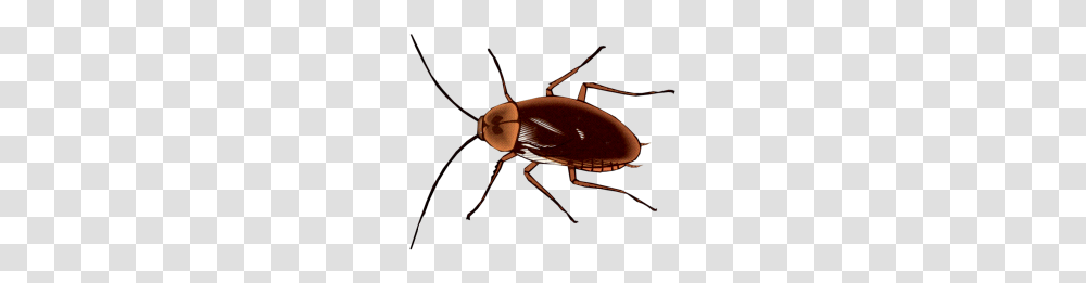 Halloween Graphics, Insect, Invertebrate, Animal, Cockroach Transparent Png