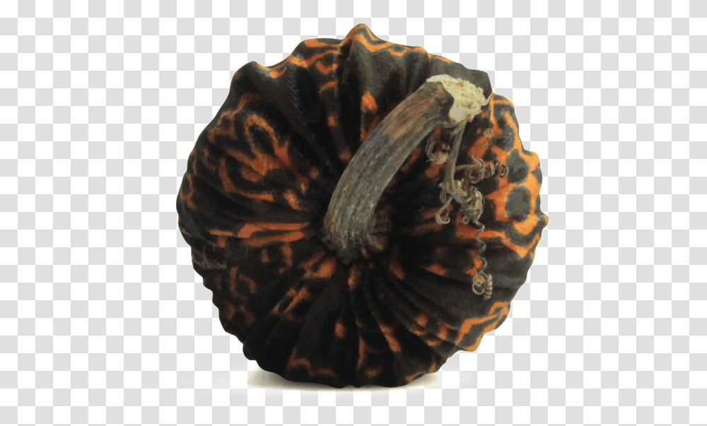 Halloween PumpkinsData Image Id, Plant, Vegetable, Food, Turtle Transparent Png