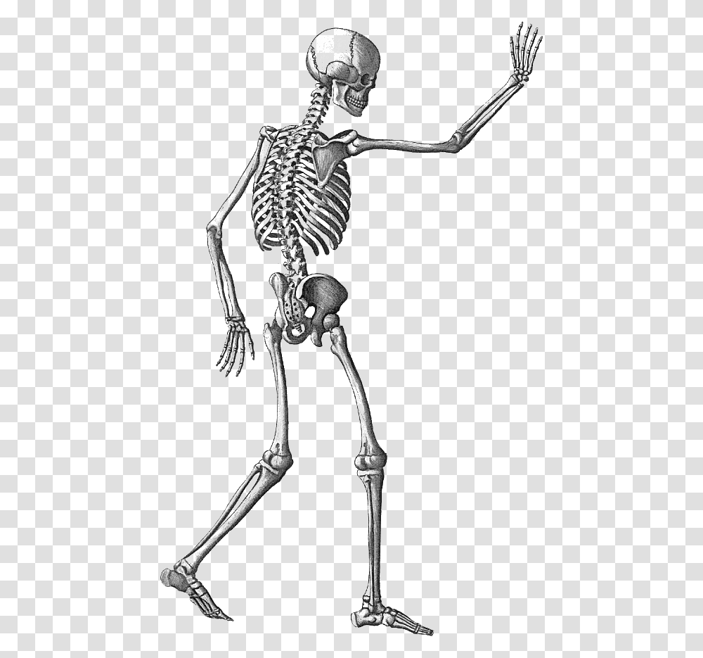 Halloween Skeleton Image With Background Skeleton Background, Bow Transparent Png