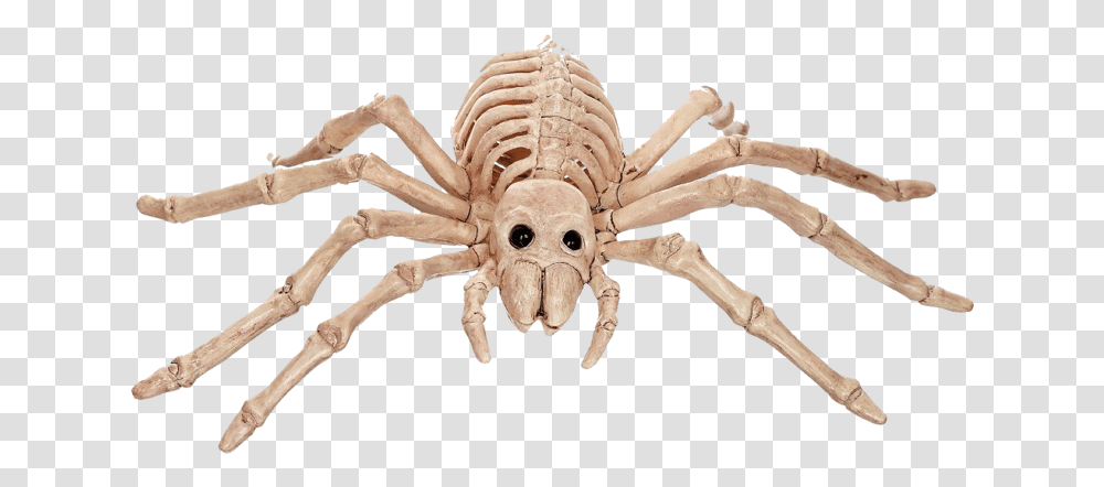 Halloween Skeleton Spider, Invertebrate, Animal, Arachnid, Scorpion Transparent Png