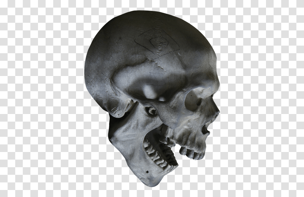 Halloween Skull Skeleton Skull Head Head Bone Skull, Elephant, Wildlife, Mammal, Animal Transparent Png