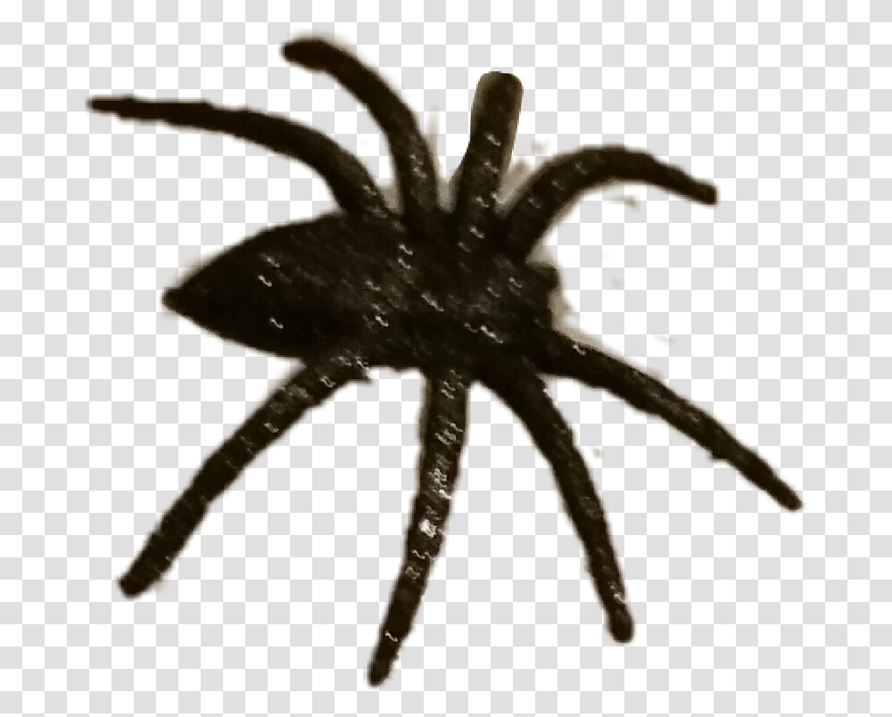 Halloween Spider Spooky Scary Wolf Spider, Sea Life, Animal, Invertebrate, Arachnid Transparent Png
