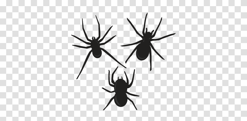 Halloween Spiders Pictures Free Download Clip Art, Animal, Invertebrate, Arachnid, Insect Transparent Png