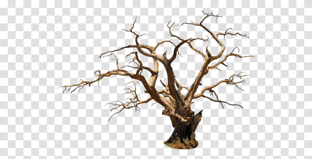 Halloween Trees Picture Wood, Plant, Nature, Outdoors, Tree Trunk Transparent Png