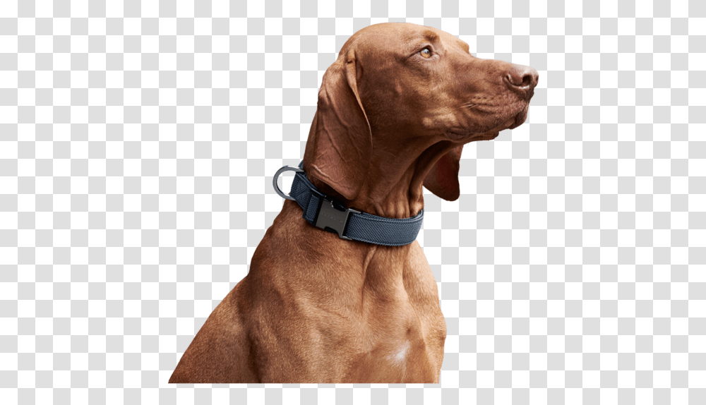 Halsband Vizsla, Accessories, Accessory, Collar, Person Transparent Png