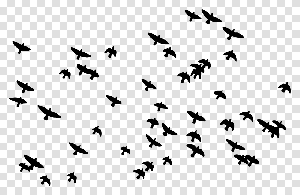 Hamid Bakeri, Flock, Animal, Silhouette, Bird Transparent Png