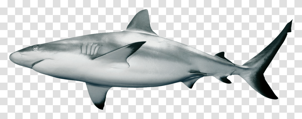 Hammerhead Shark Clip Art Black And White, Sea Life, Fish, Animal, Mammal Transparent Png